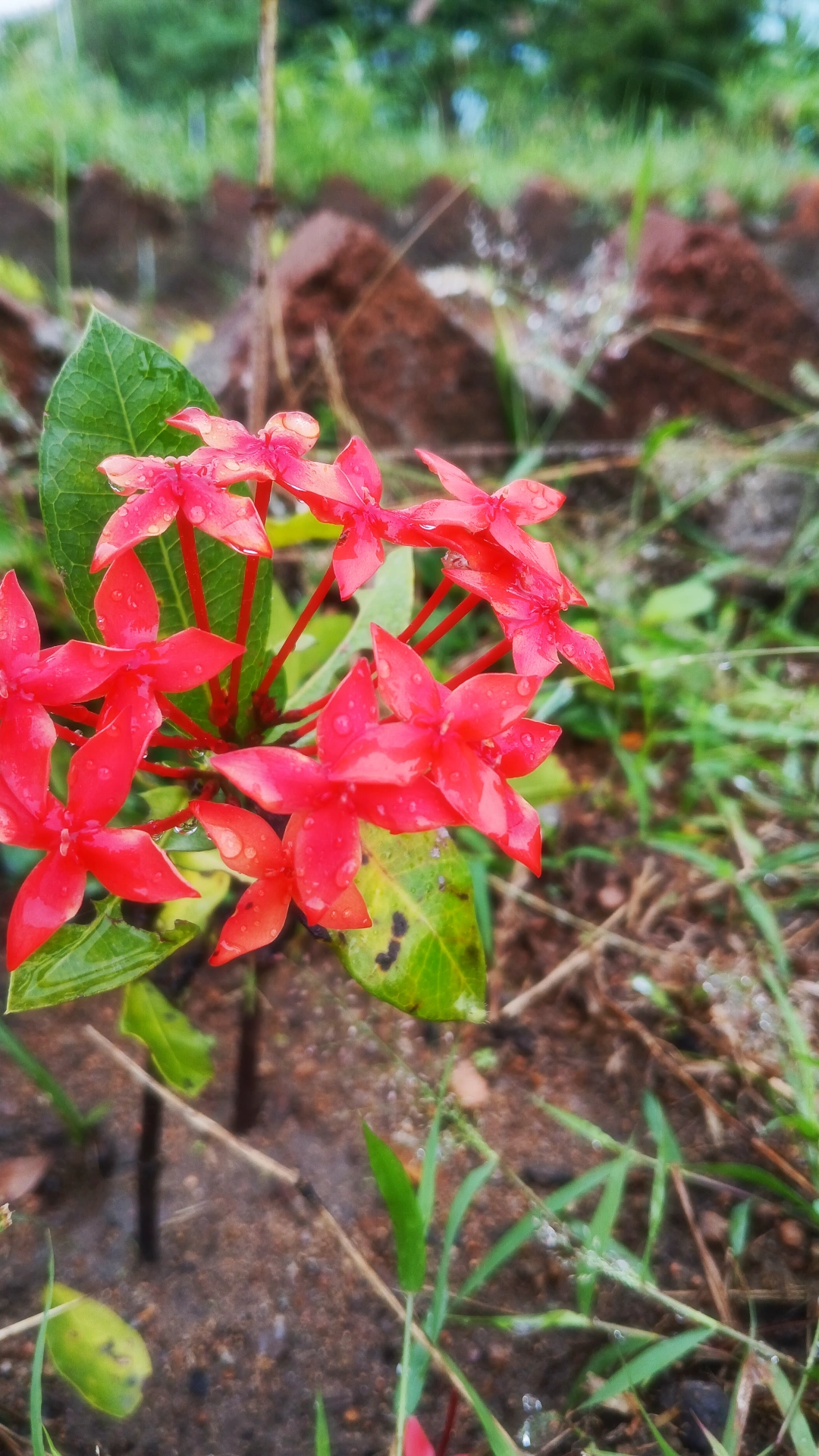 Kanakode's Campus